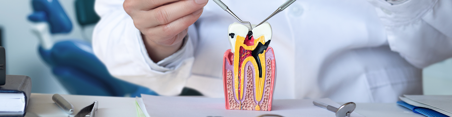 dentist touching tooth model with dental tools